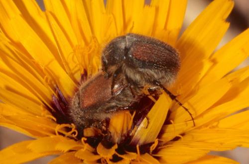 Paratriodonta sp.